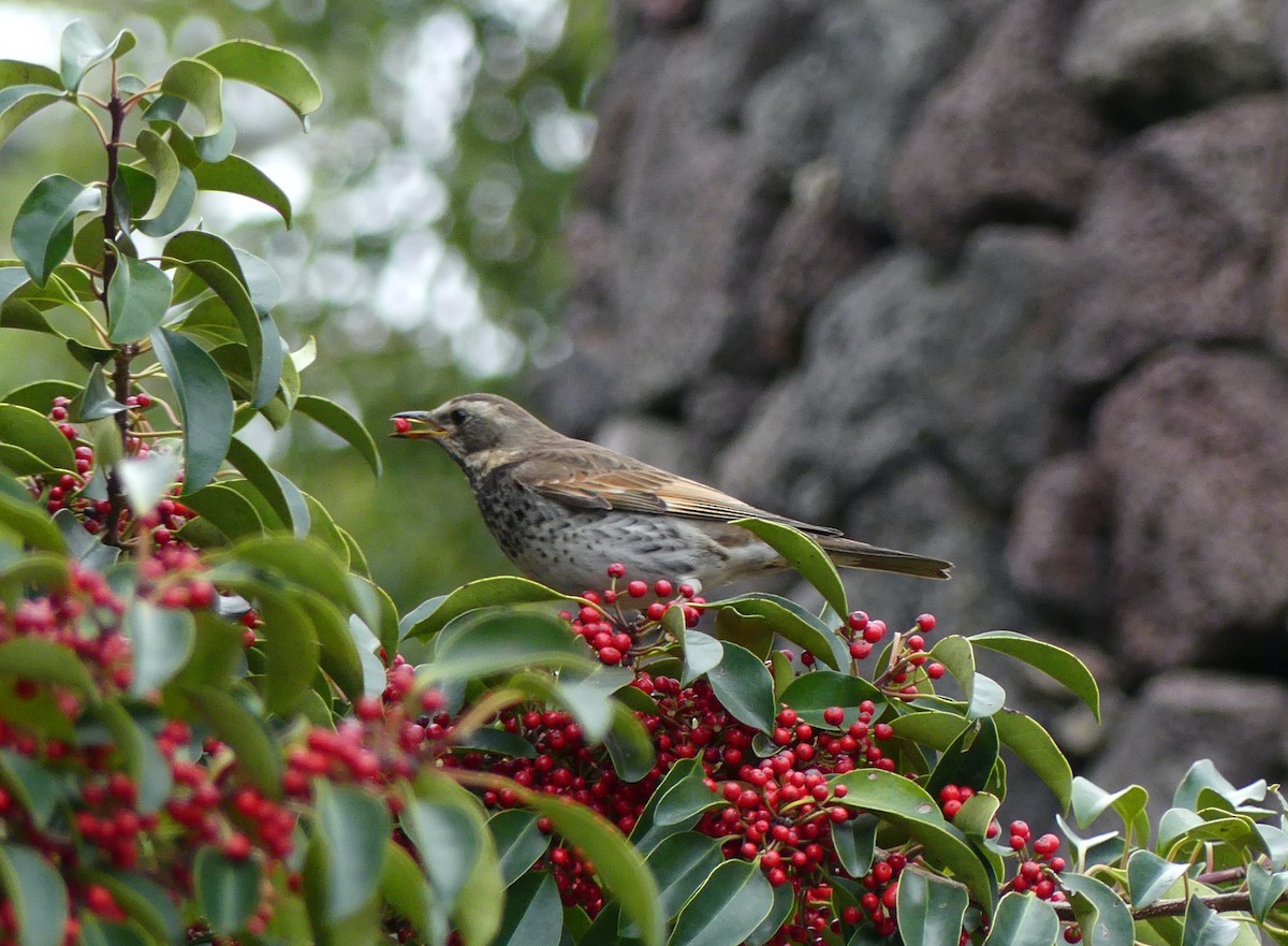 Dusky Thrush - Leslie Hurteau