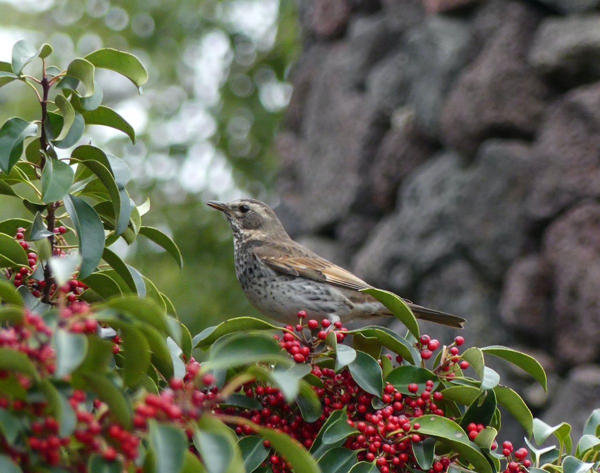 Dusky Thrush - Leslie Hurteau