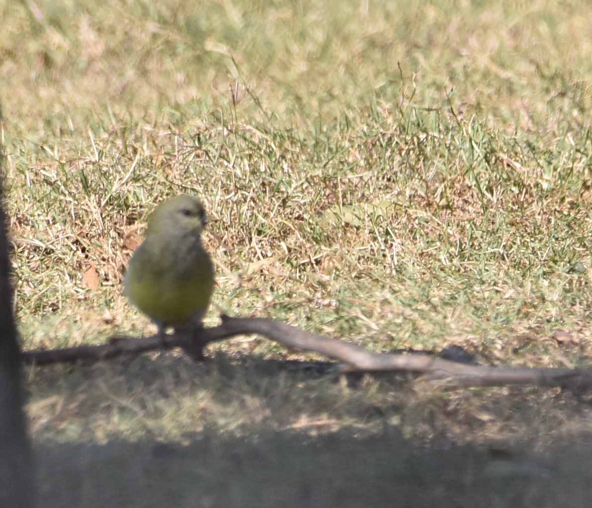 Red-rumped Parrot - ML620248953