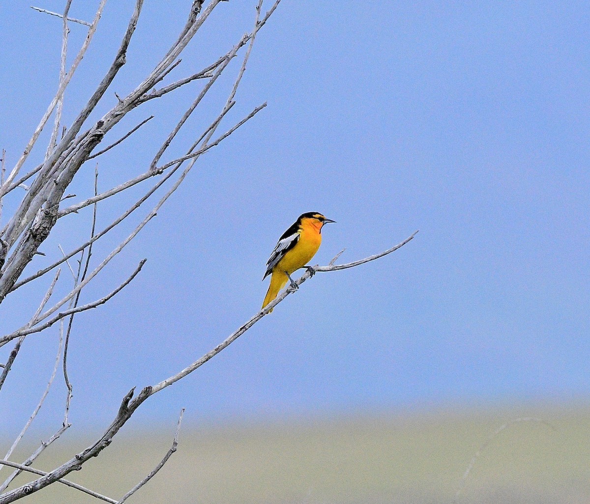 Bullock's Oriole - ML620248958