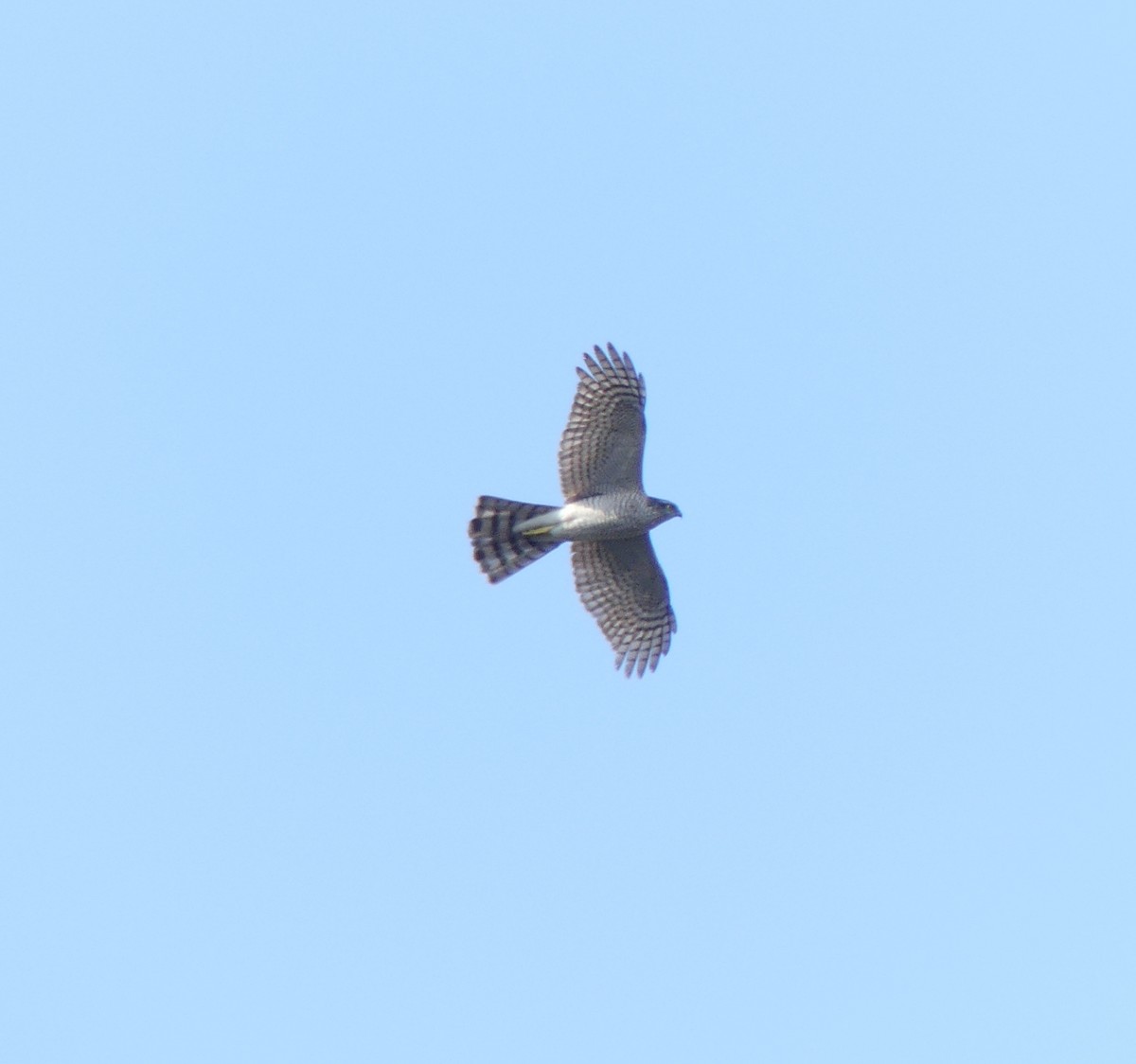 Eurasian Sparrowhawk - ML620248966
