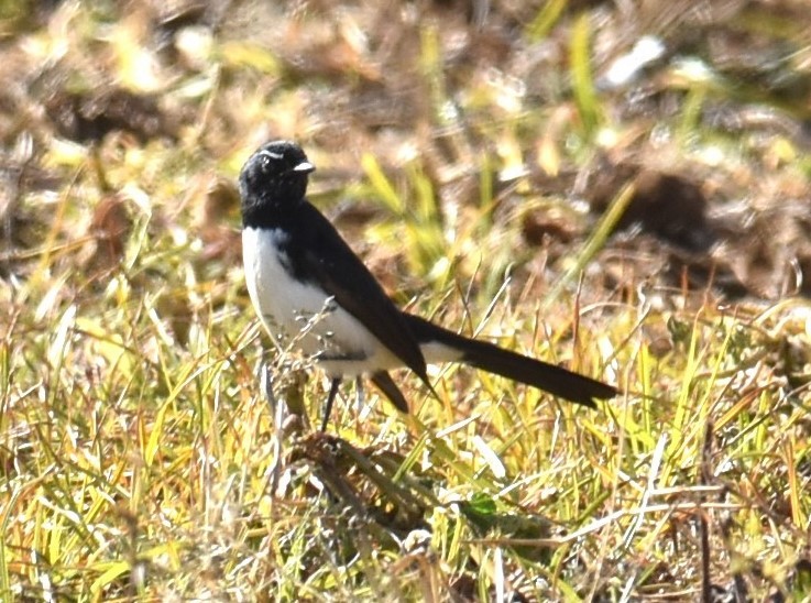 Willie-wagtail - ML620248973