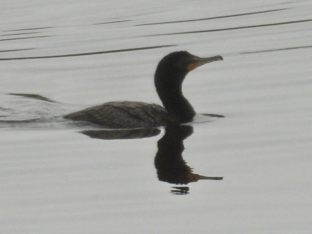 Double-crested Cormorant - ML620248982