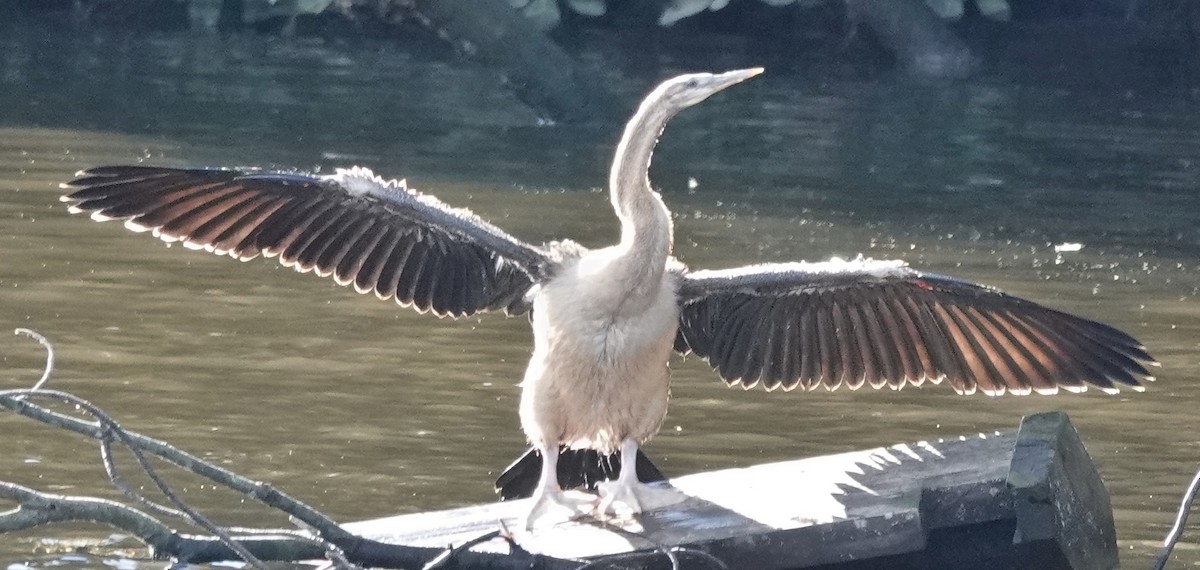 Anhinga d'Australie - ML620248985