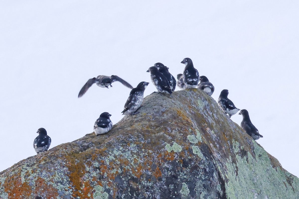 Least Auklet - ML620248996