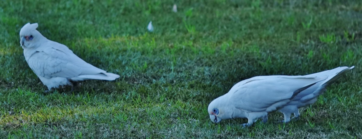 Little Corella - ML620249011