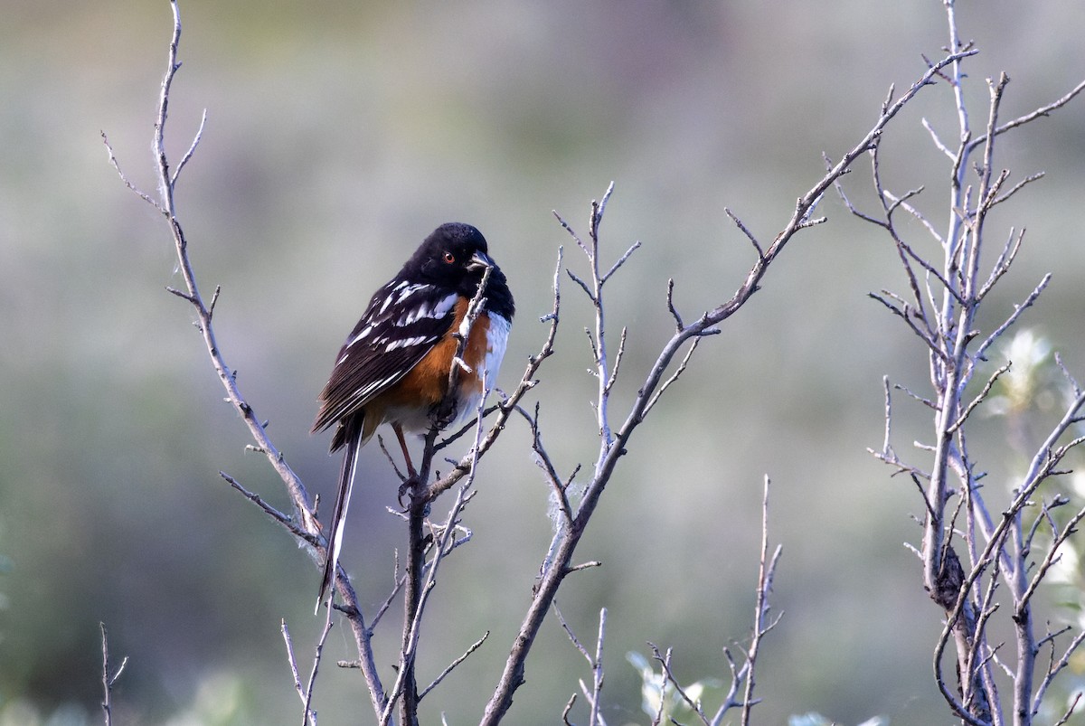 Spotted Towhee - ML620249014
