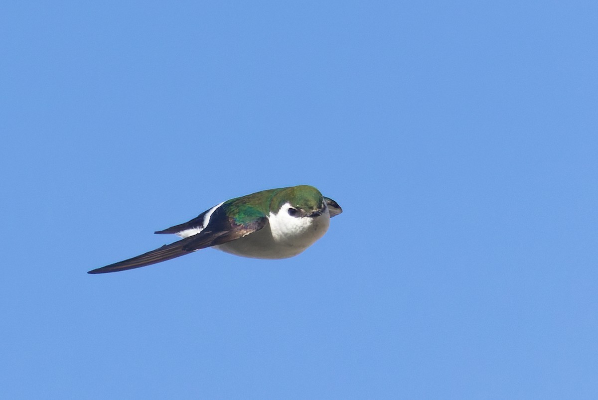 Violet-green Swallow - Gavin McKinnon