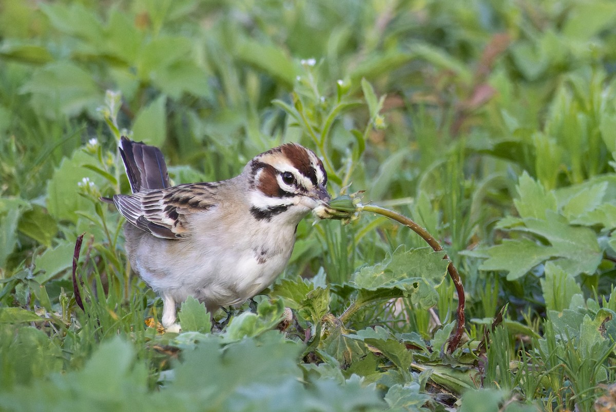 Lark Sparrow - ML620249024