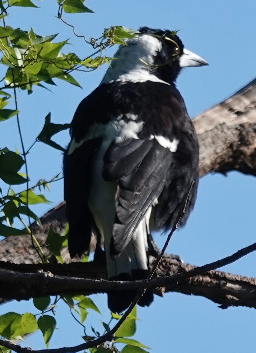 Australian Magpie (Black-backed) - ML620249025