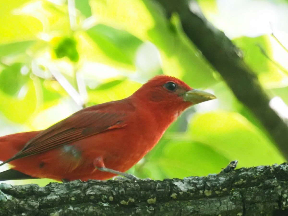 Summer Tanager - ML620249026