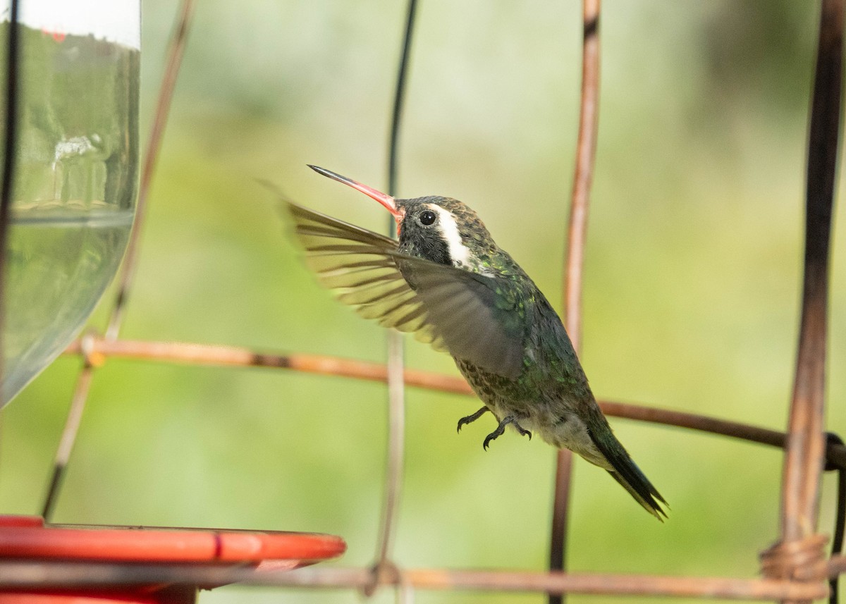 White-eared Hummingbird - ML620249028