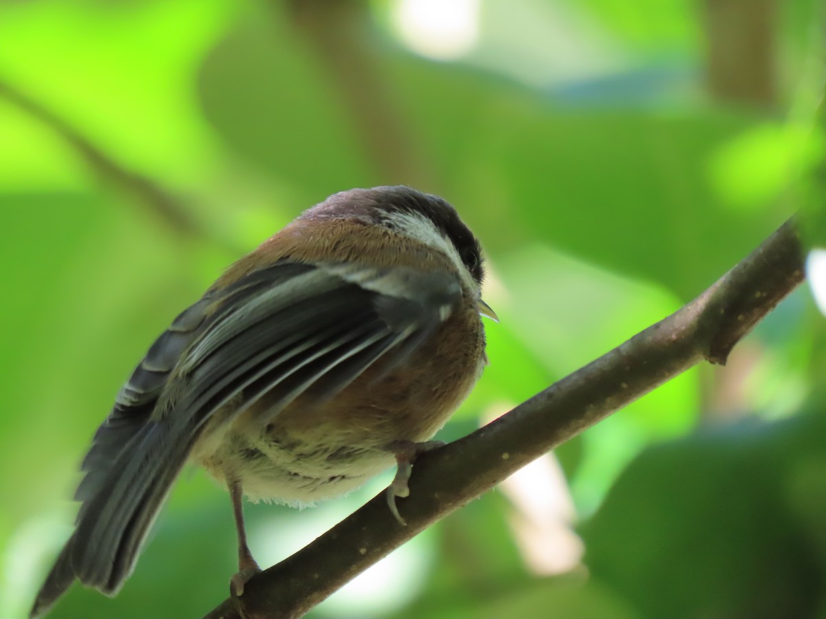 Chestnut-backed Chickadee - ML620249029