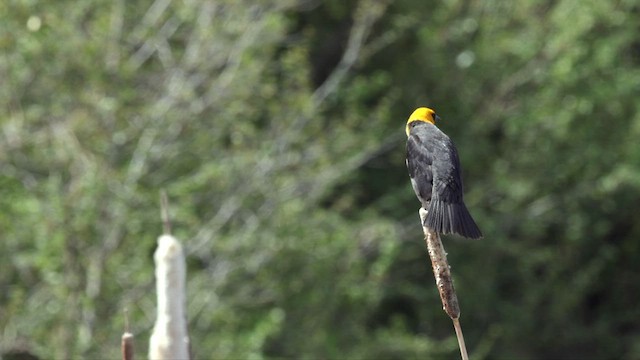 Yellow-headed Blackbird - ML620249030