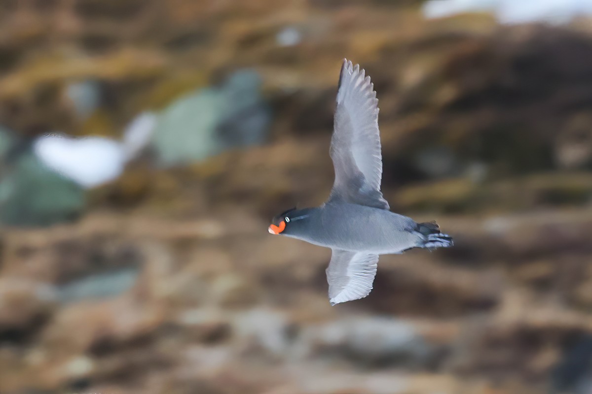 Crested Auklet - ML620249033