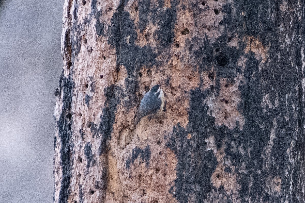 Red-breasted Nuthatch - ML620249044
