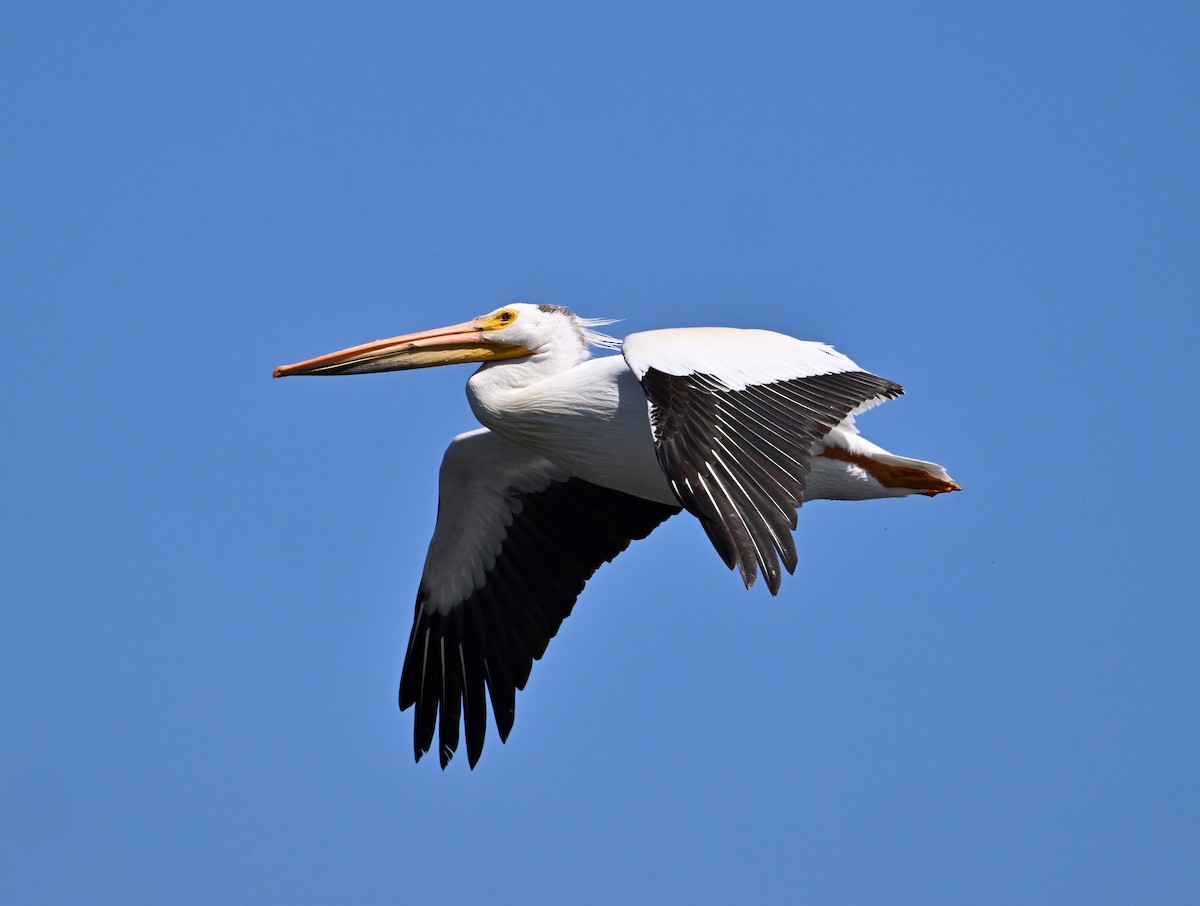 pelikán severoamerický - ML620249049