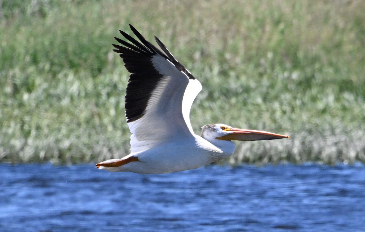 pelikán severoamerický - ML620249050