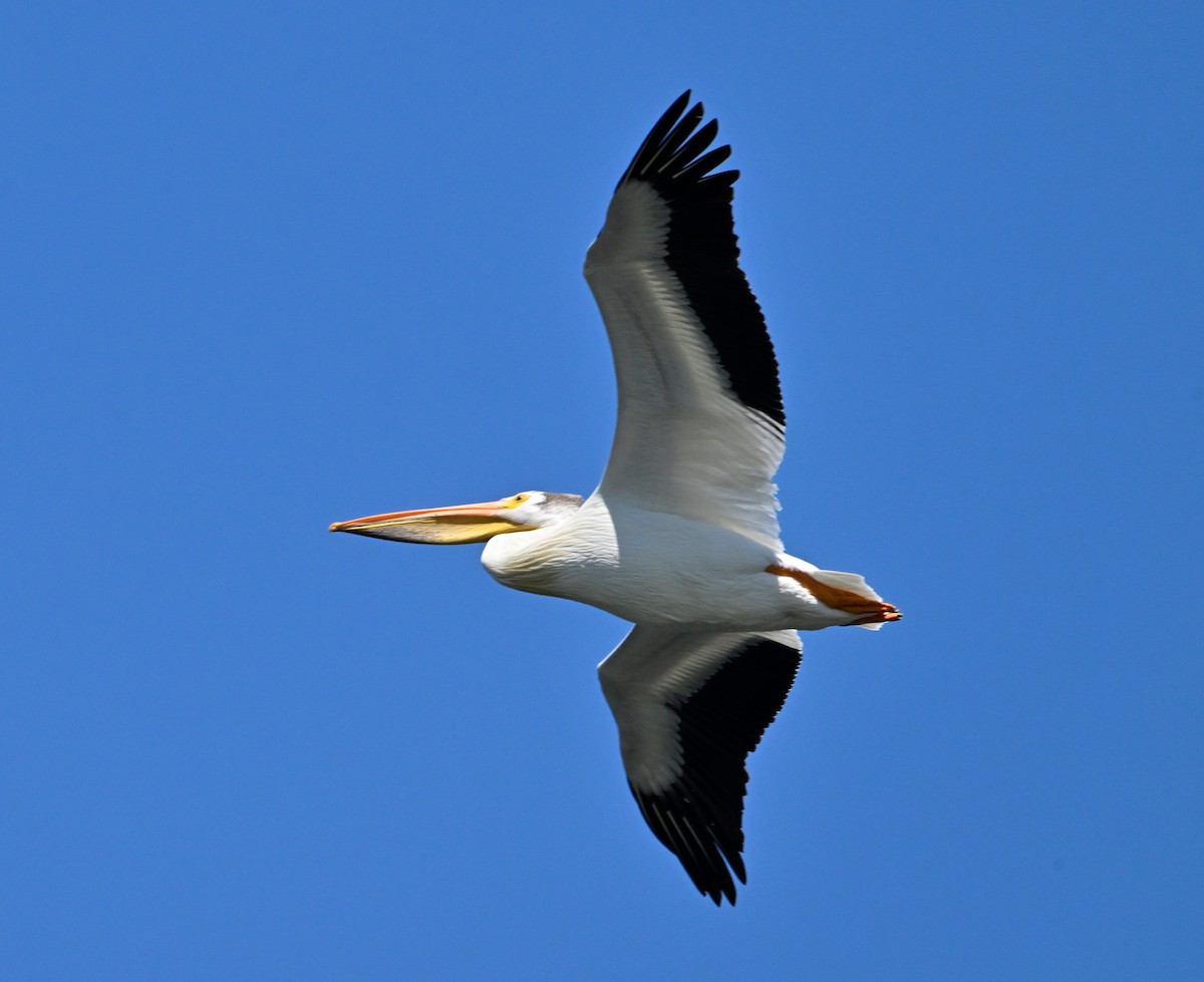 American White Pelican - ML620249051