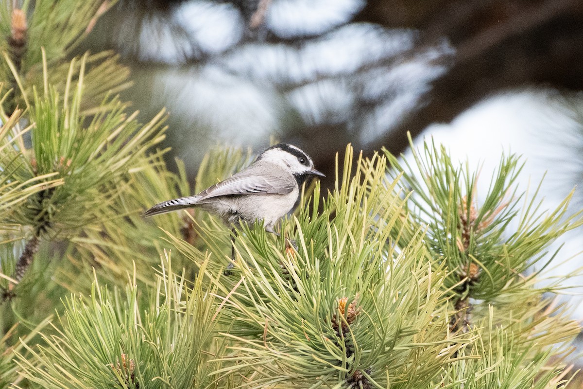 Mountain Chickadee - ML620249057