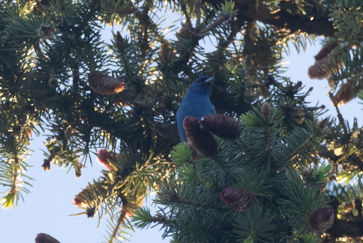 Indigo Bunting - ML620249058