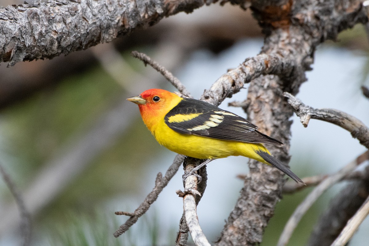 Western Tanager - ML620249061