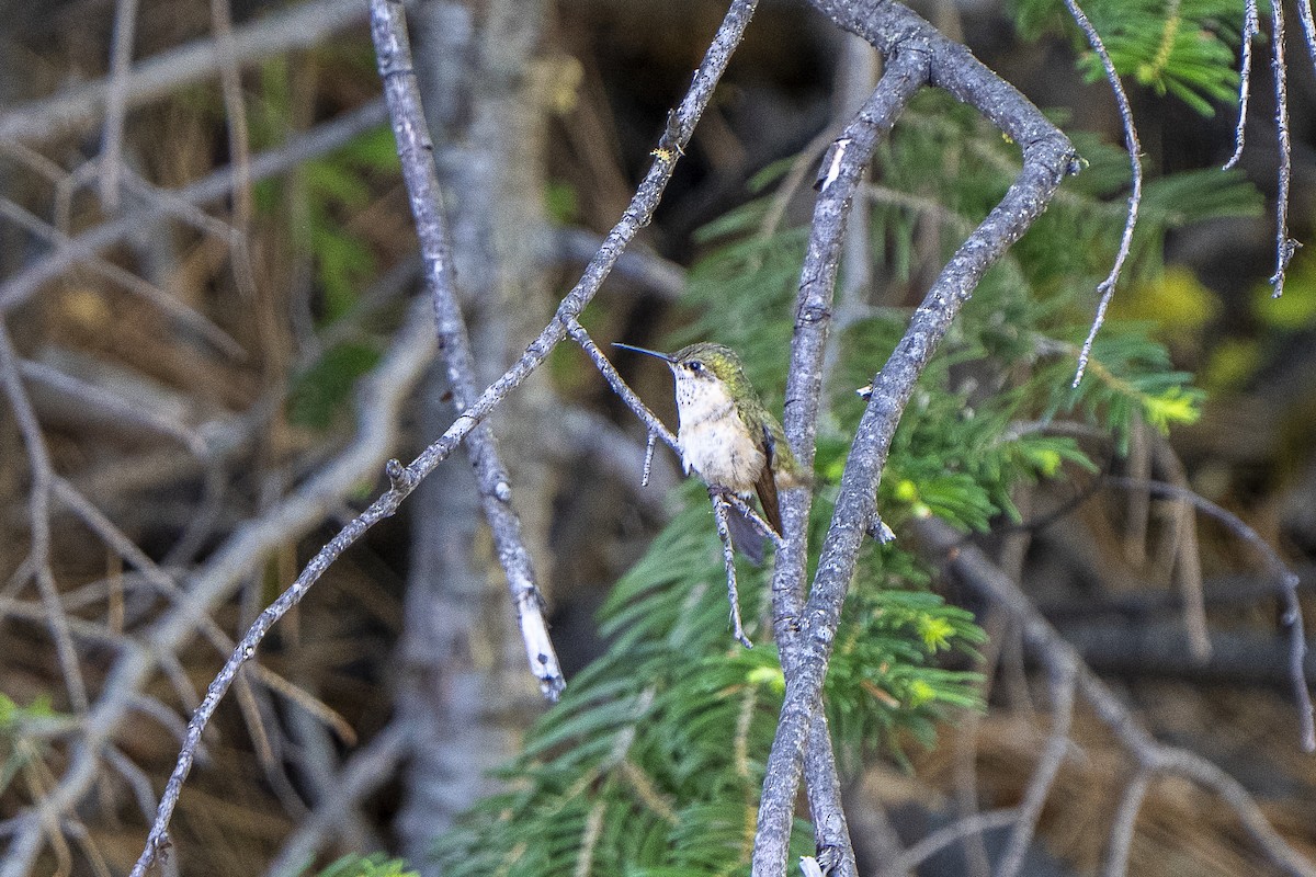 Calliope Hummingbird - ML620249070