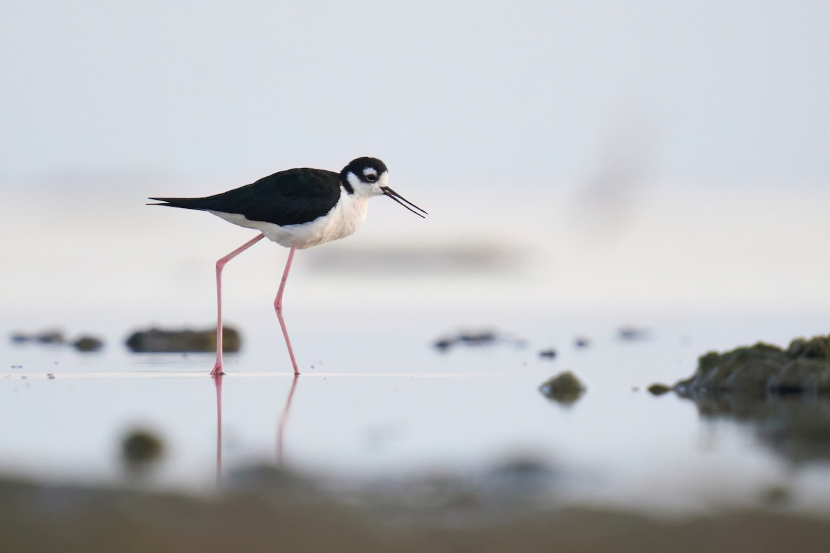 Black-necked Stilt - ML620249079