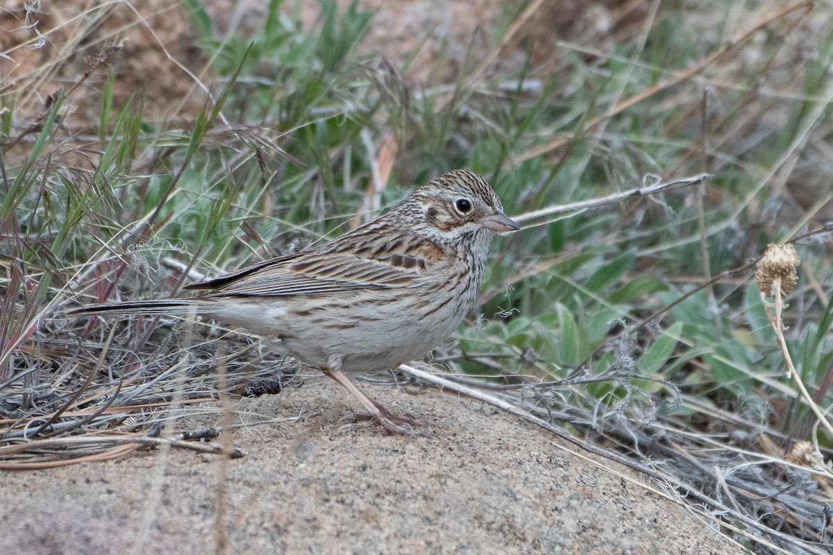 Vesper Sparrow - ML620249080