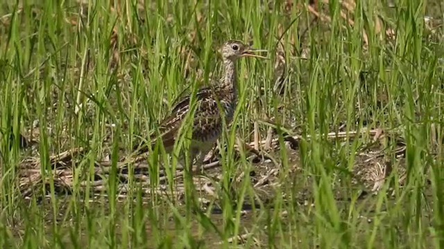 Upland Sandpiper - ML620249081