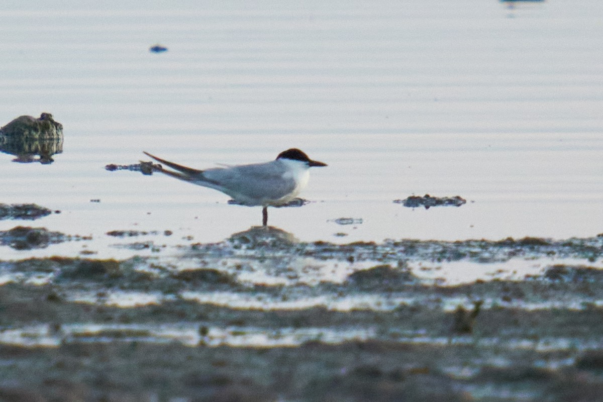 Gull-billed Tern - ML620249082