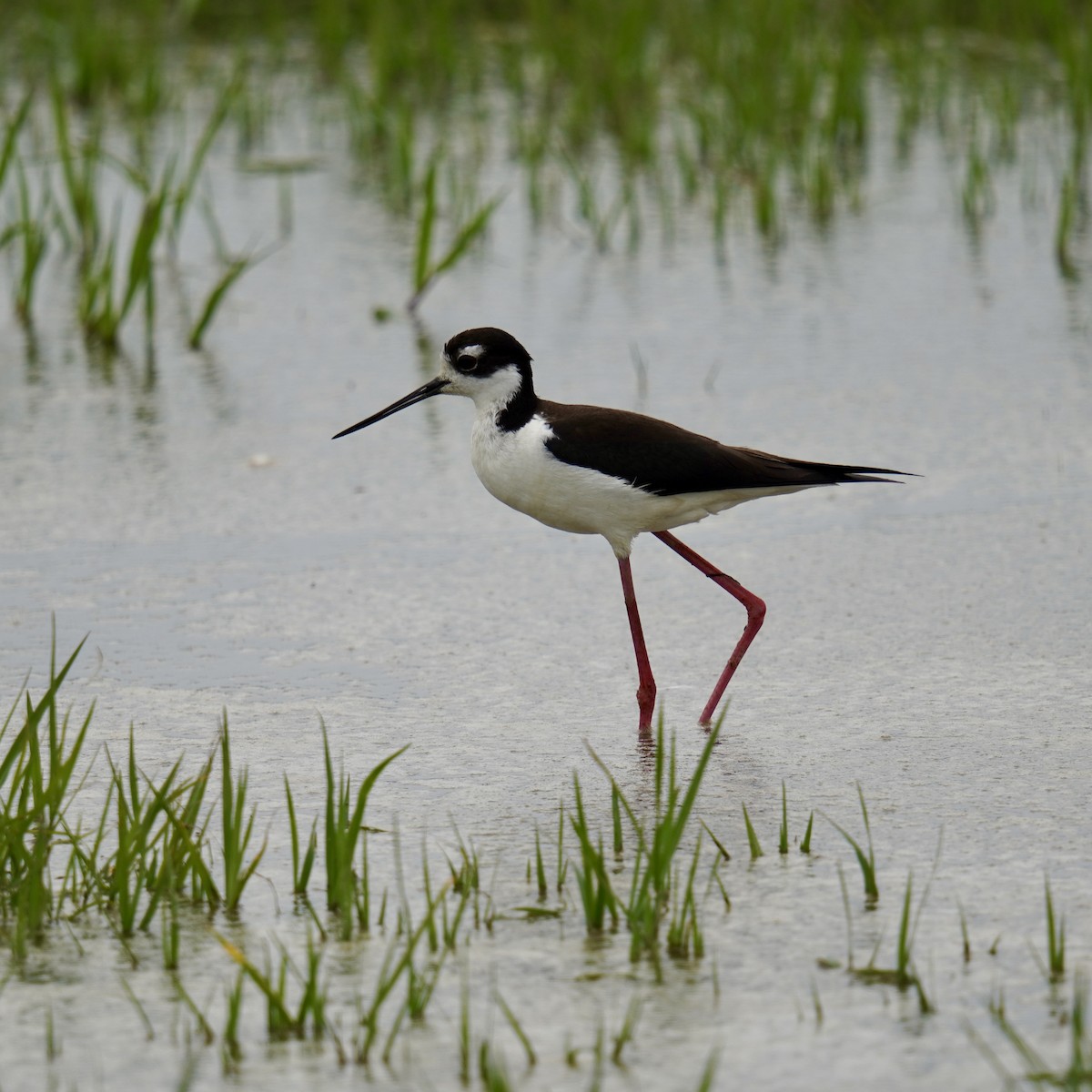 Black-necked Stilt - ML620249084