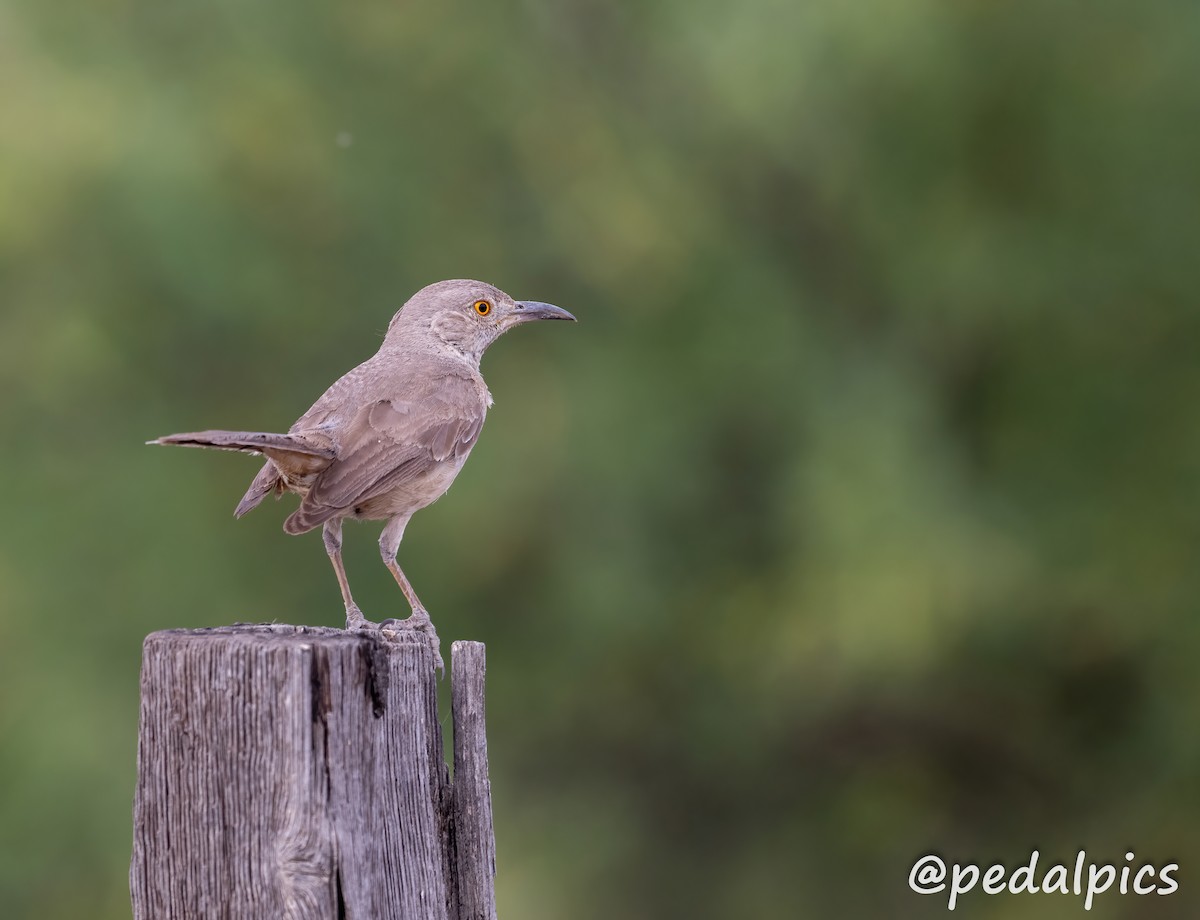 Bendire's Thrasher - ML620249086