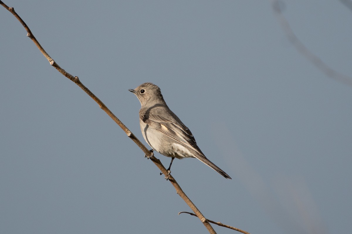 Townsend's Solitaire - ML620249087