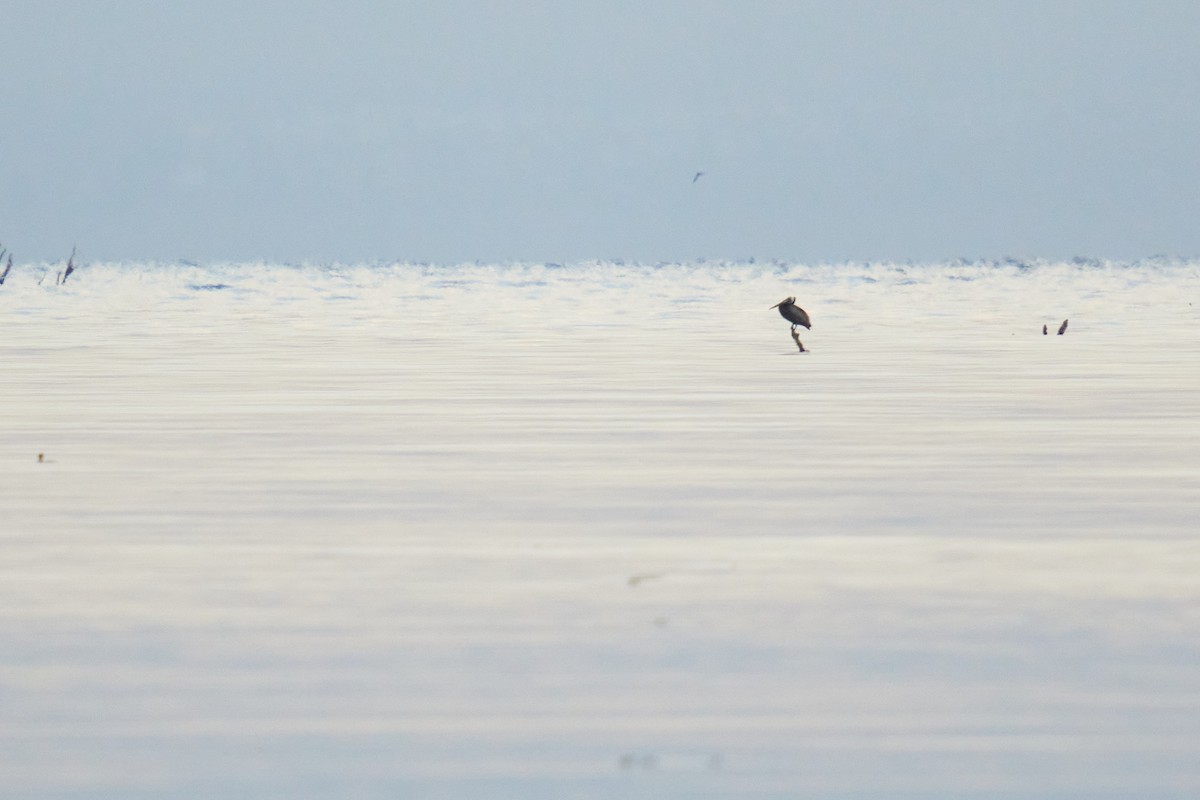 Brown Pelican - ML620249088