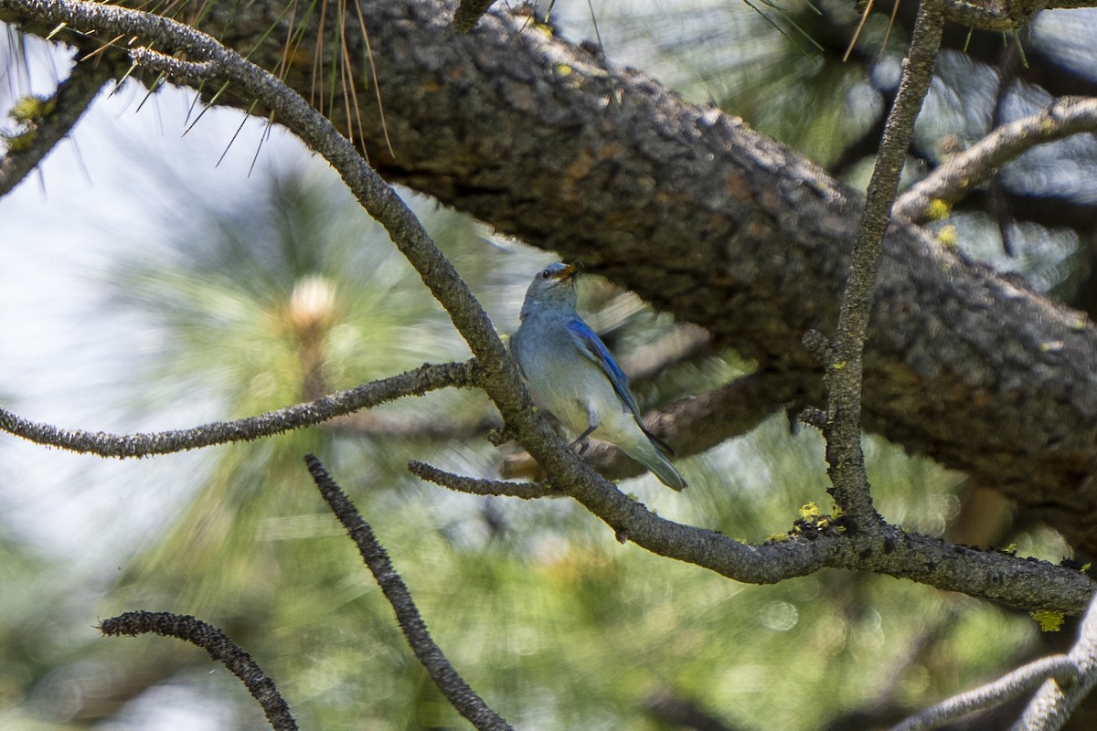 Mountain Bluebird - ML620249089