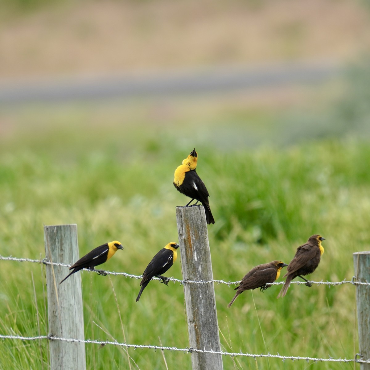 Yellow-headed Blackbird - ML620249096