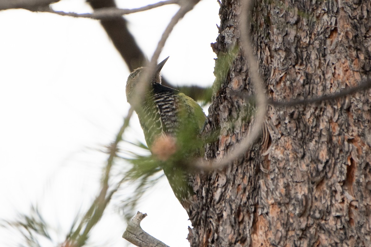 Williamson's Sapsucker - ML620249100