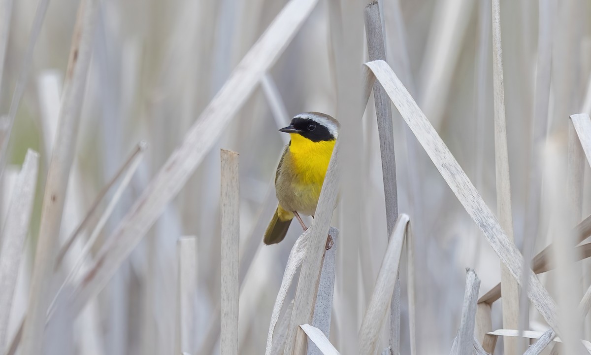 Common Yellowthroat - ML620249107