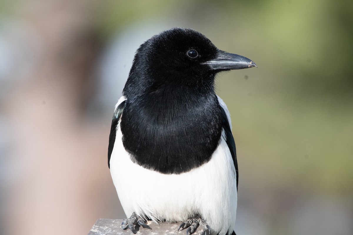 Black-billed Magpie - ML620249108