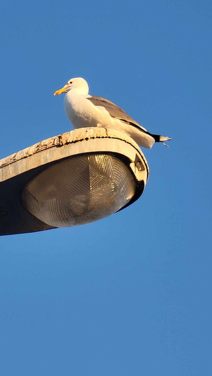 Gaviota Californiana - ML620249116