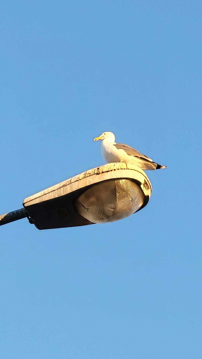 Gaviota Californiana - ML620249117