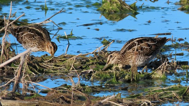 Wilson's Snipe - ML620249119