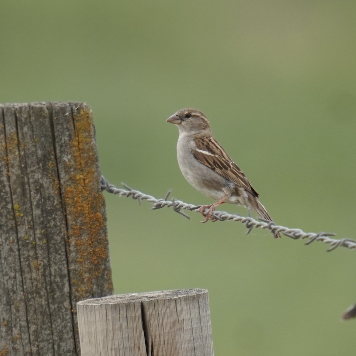 House Finch - ML620249122