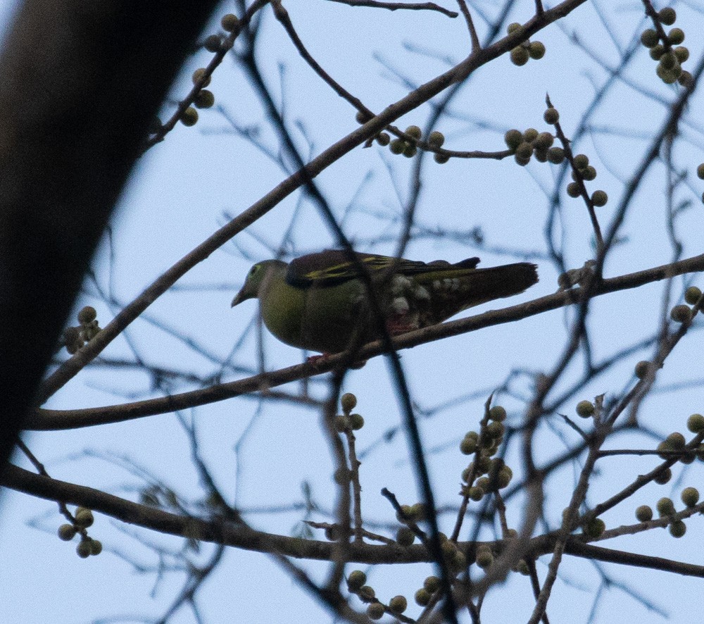 厚嘴綠鳩 - ML620249123