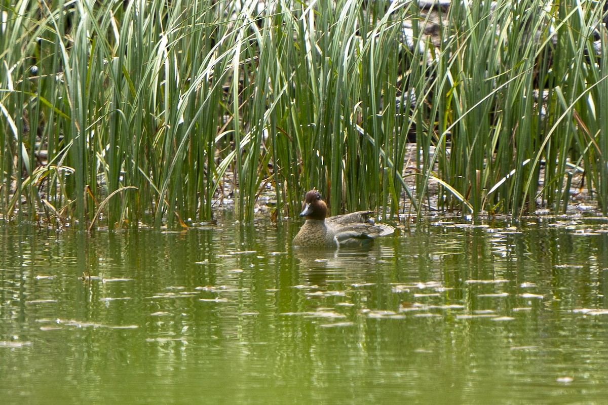 Green-winged Teal - ML620249134