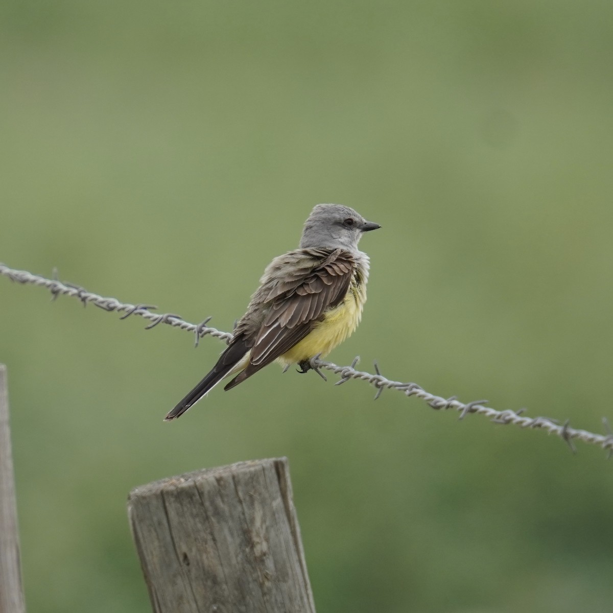 Western Kingbird - ML620249143