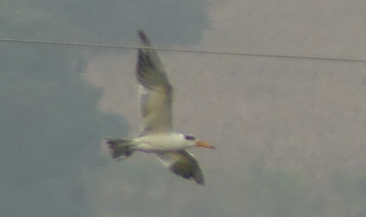 Large-billed Tern - ML620249148