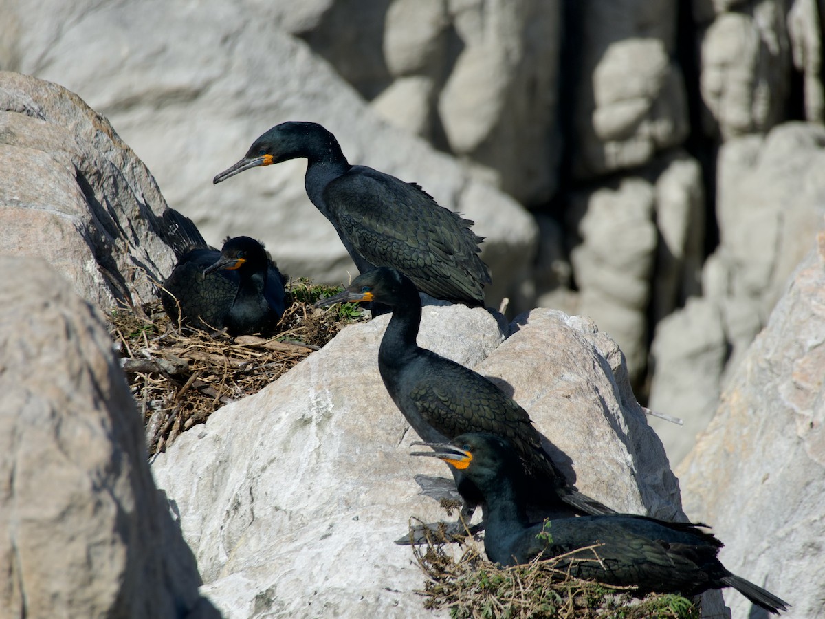 Cape Cormorant - ML620249151