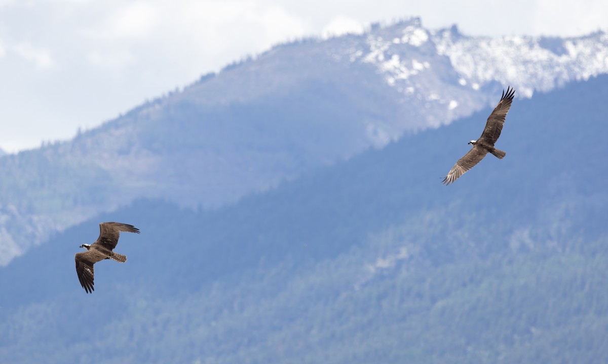 Osprey (carolinensis) - ML620249156